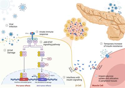 Immunological and virological triggers of type 1 diabetes: insights and implications